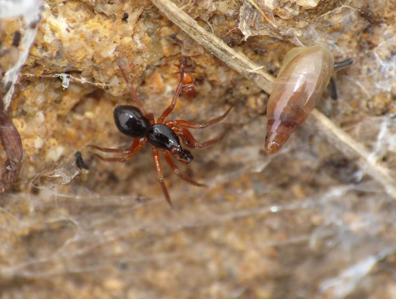 Chiocciolina translucida - Santa Severa (RM)